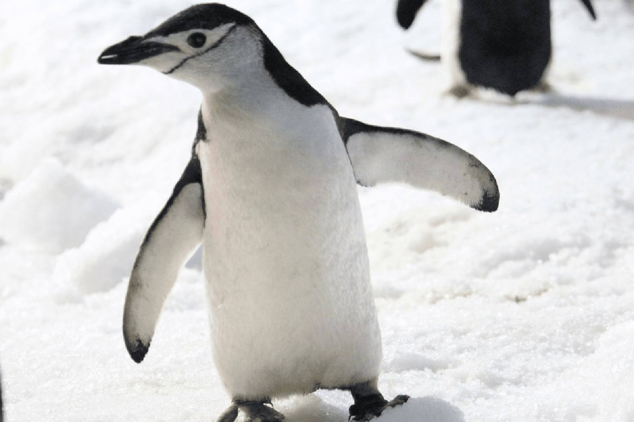 Escolares madrileños conocerán la realidad sobre el cambio climático que están sufriendo especies como los pingüinos por la reducción de su alimento básico, el krill. 
