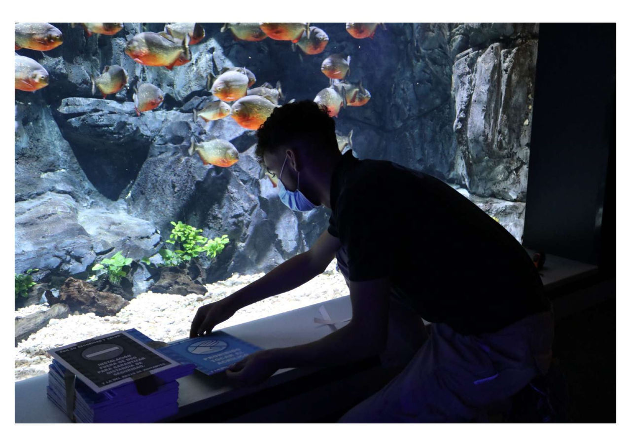 Las familias madrileñas podrán disfrutar del Acuario con aforo reducido del 50% y reserva online. 