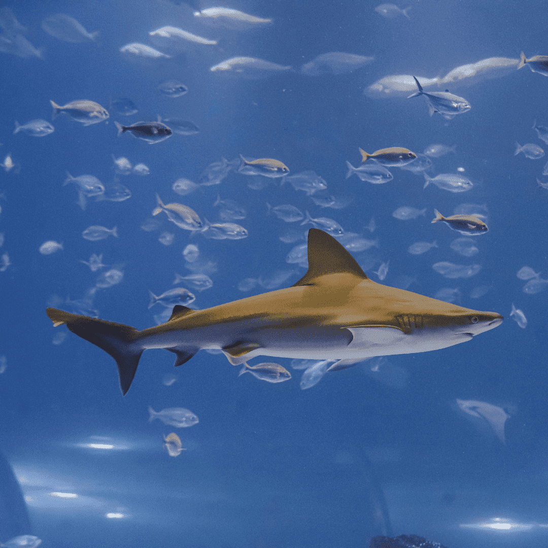  Los visitantes pueden conocer de cerca a diez especies de tiburones en las instalaciones de Atlantis Aquarium Madrid y su importante papel en los océanos, ya que ayudan a mantener el delicado equilibrio de la vida dentro de los ecosistemas marinos.