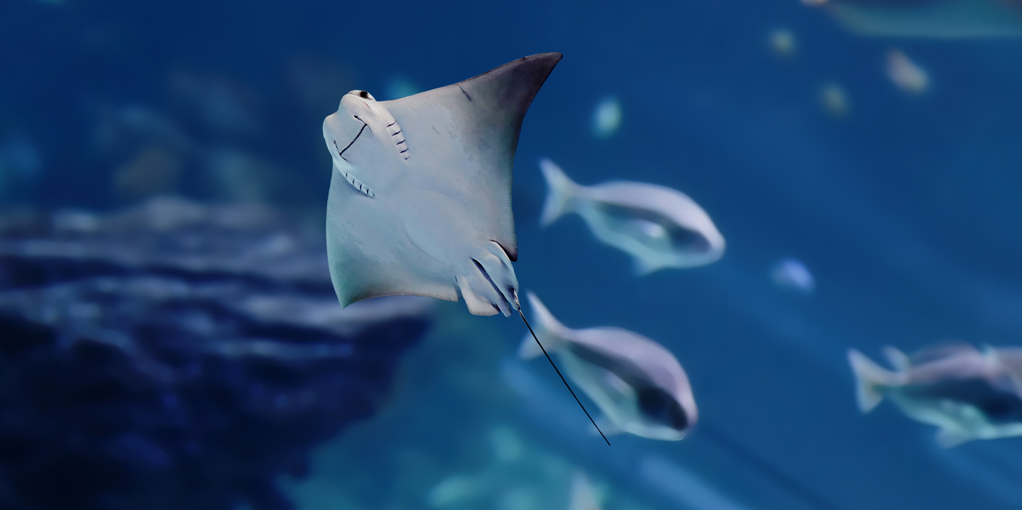 Atlantis Aquarium Madrid