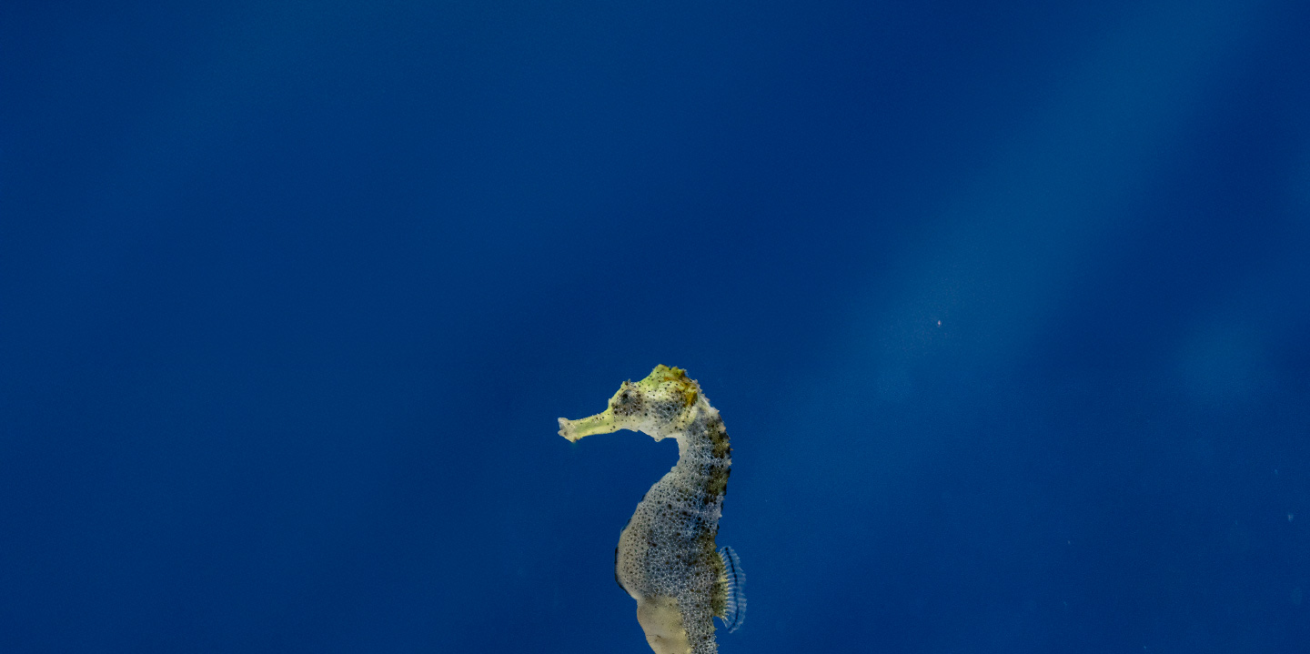 Atlantis Aquarium Madrid