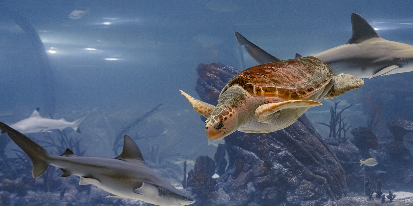 Atlantis Aquarium Madrid