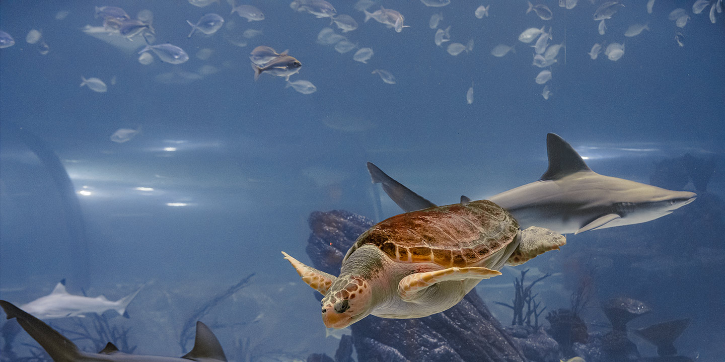 Atlantis Aquarium Madrid