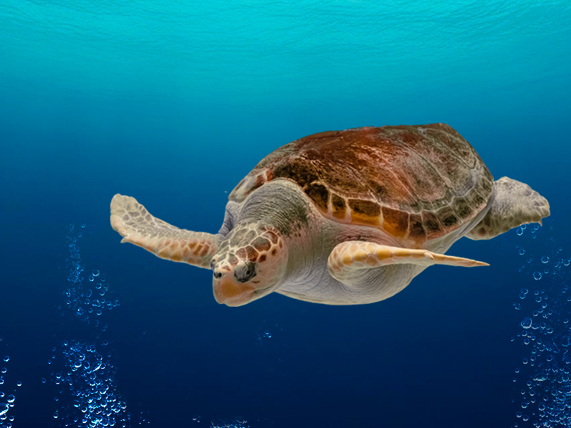 Atlantis Aquarium Madrid