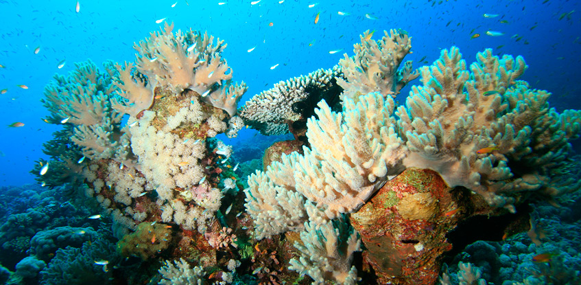 Arrecifes, tesoros submarinos