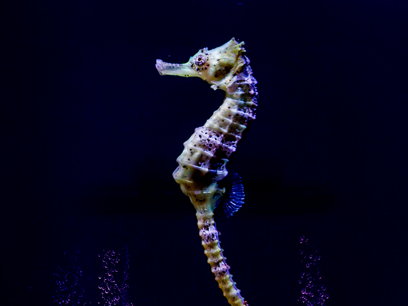 caballito-de-mar-atlantis