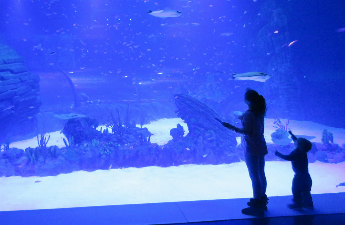 Días sin cole en Atlantis Aquarium