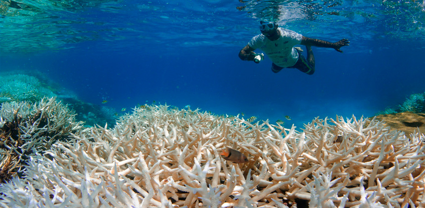 El blanqueamiento de corales nos alerta del cambio climático