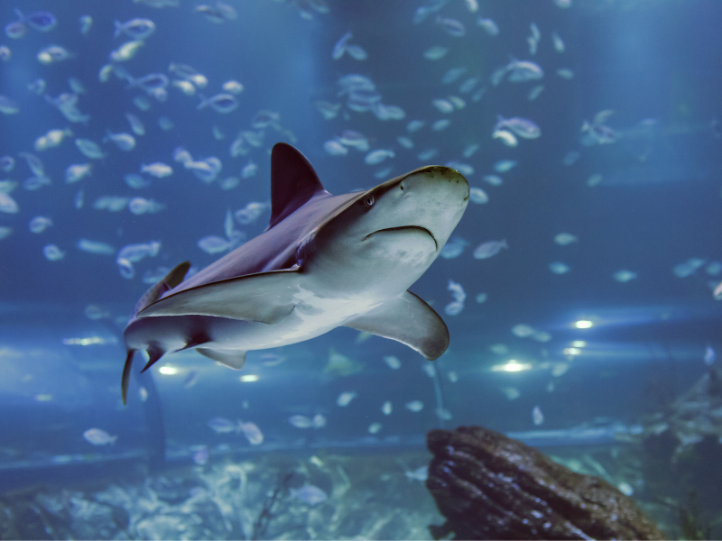 Tiburón en Atlantis Aquarium Madrid