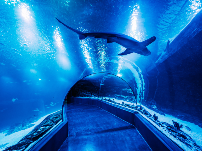 Túnel de tiburones en Atlantis Aquarium Madrid