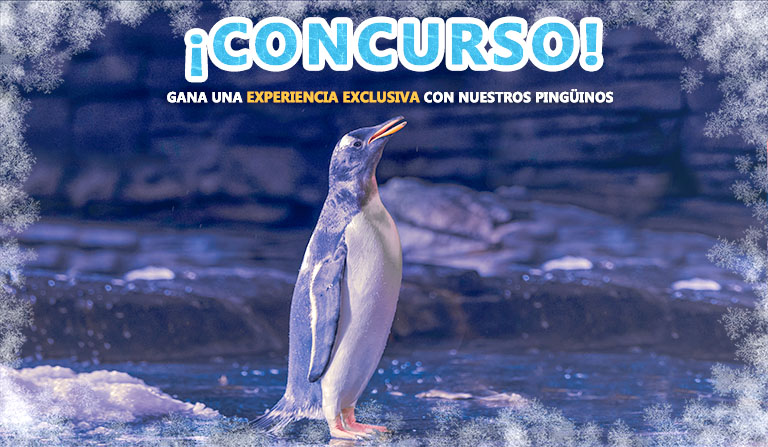 ¡Pon nombre al pingüino que apadrinaremos y gana una experiencia con los pingüinos de Atlantis Aquarium Madrid!