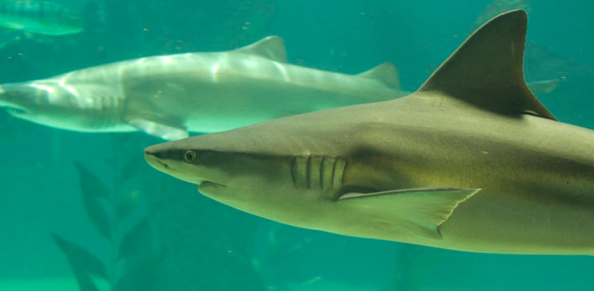 Proyectos de conservación ex situ de Atlantis Aquarium