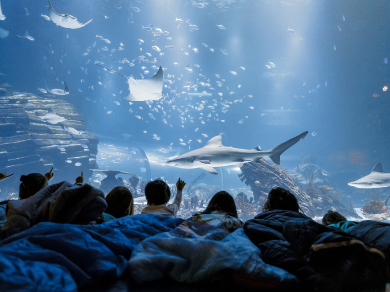 durmiendo-con-tiburones-colegios-atlantis
