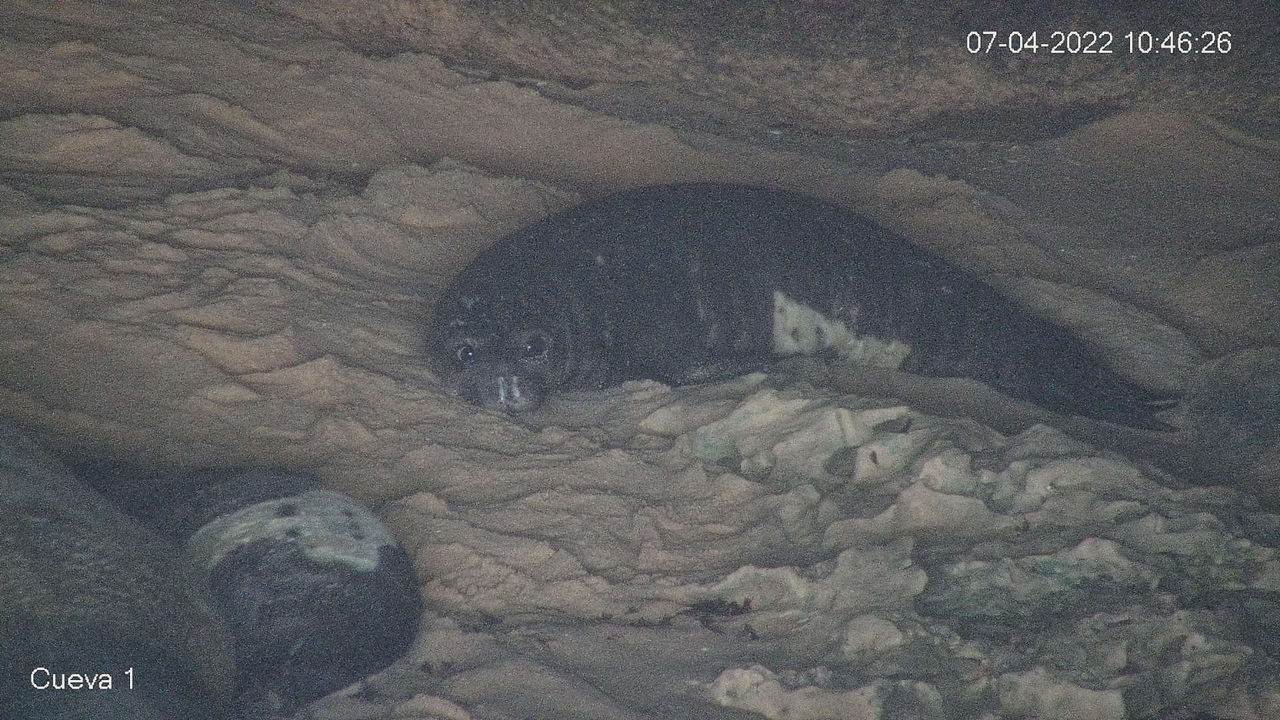  ¡Buenas noticias para la foca monje del Mediterráneo, 65 nuevas crías han nacido este 2022!