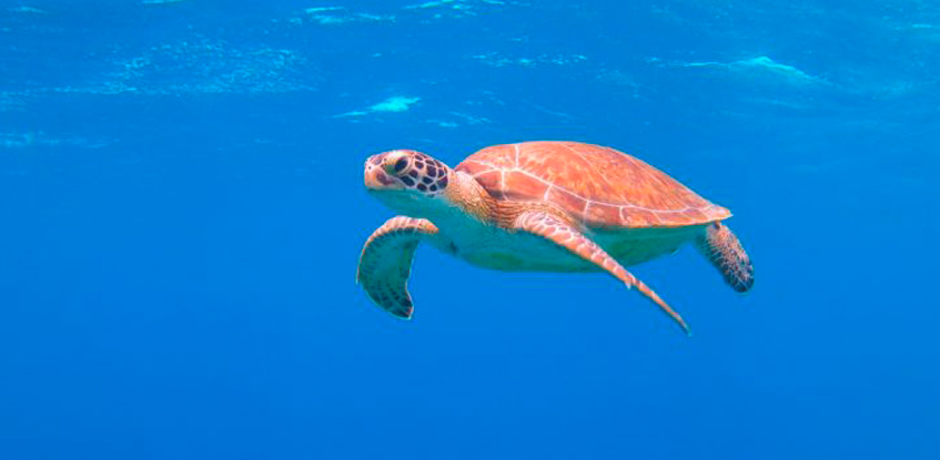 Utilizando menos plásticos ayudamos a las tortugas marinas
