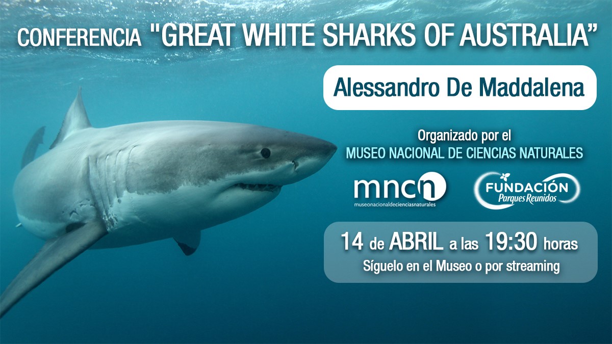 Conferencia sobre el 'Gran Tiburón Blanco de Australia'