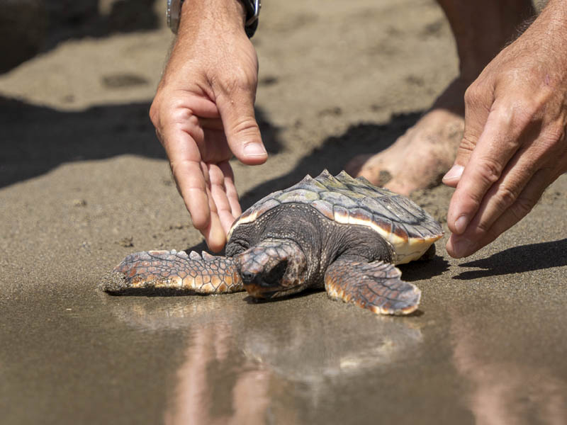 Faunia y Selwo Marina impulsan la conservación del galápago europeo y la tortuga boba en España