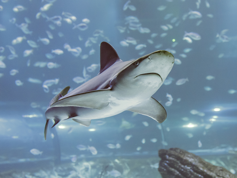 Atlantis Aquarium Madrid celebra el día internacional del tiburón con actividades gratuitas de concienciación