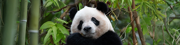 Promoción Parque de Atracciones de Madrid