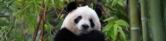 Promoción Parque de Atracciones de Madrid