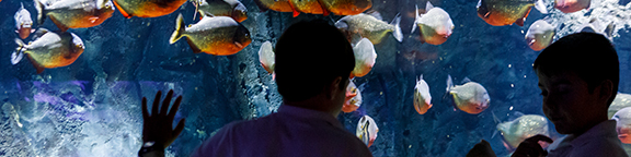 Eventos en Atlantis Aquarium Madrid