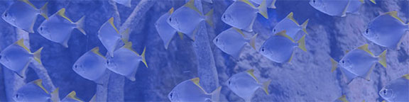 Eventos corporativos en Atlantis Aquarium Madrid