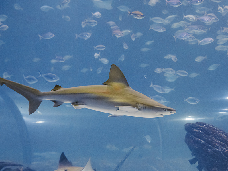 Atlantis Aquarium Madrid. Tiburones.